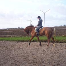 Dansk Varmblod Wixen-Noir Juelsgård