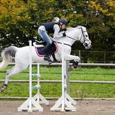 Anden særlig race Silver Jawos