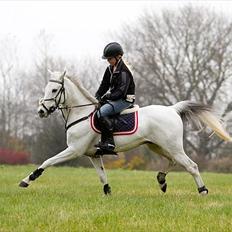 Anden særlig race Silver Jawos