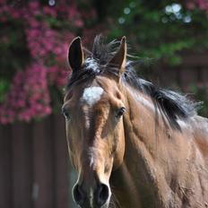 Anden særlig race Gypsy Bally