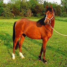 DSP Storgaards Amadeus