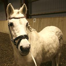 Anden særlig race Vanaheims Sølva