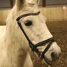 Anden særlig race Vanaheims Sølva