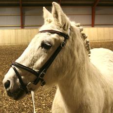 Anden særlig race Vanaheims Sølva