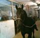 Merens de Cheval grillon