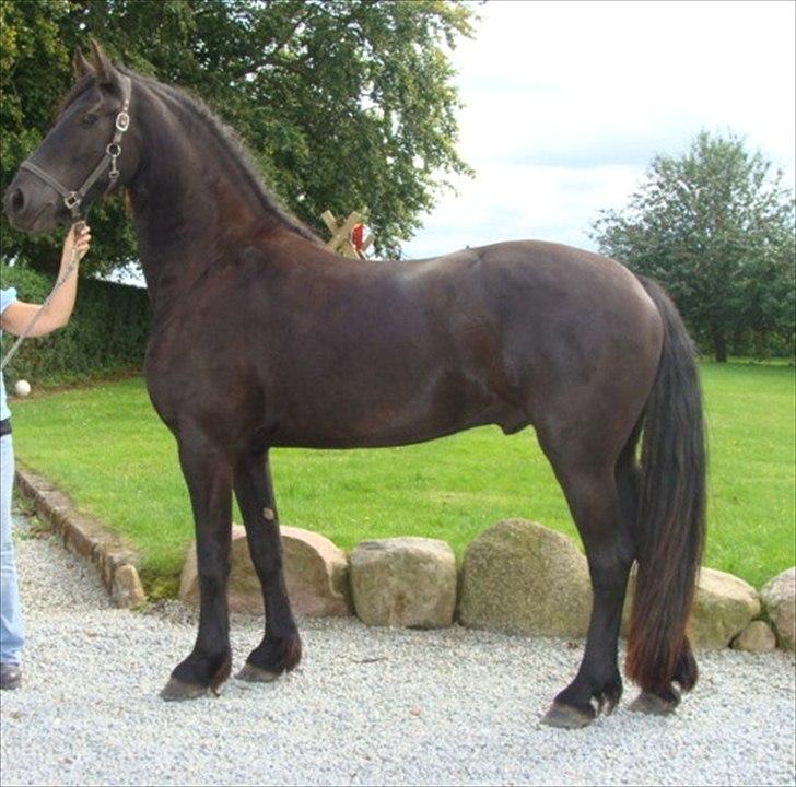 Frieser Alegro Ellemose  - Helt nyt billede af ham. billede 19