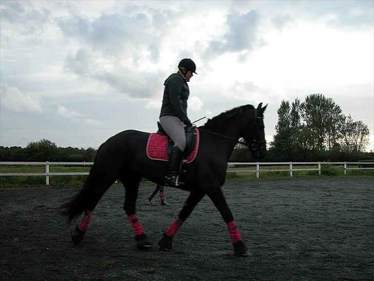 Frieser Frauke Fra Hestbjerggård billede 2