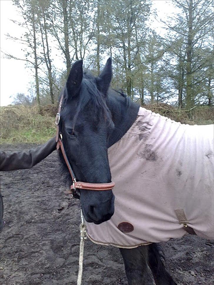 Frieser Frauke Fra Hestbjerggård billede 3