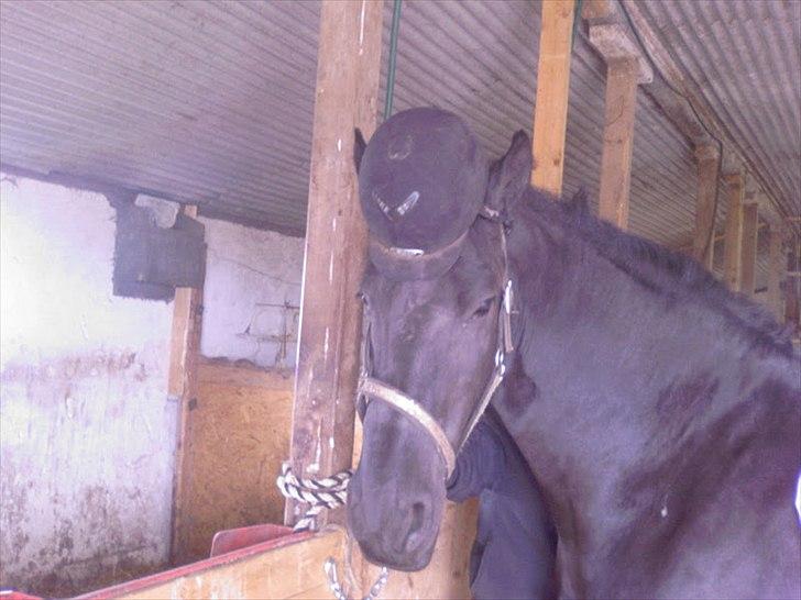 Frieser Frauke Fra Hestbjerggård billede 4