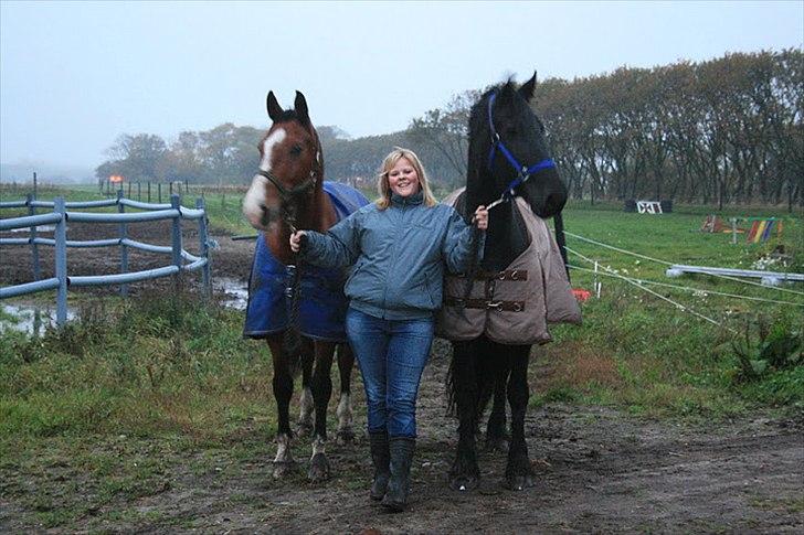 Frieser Frauke Fra Hestbjerggård billede 5
