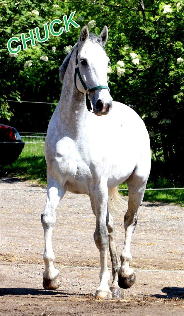 Holstener Chuck - V E L K O M M E N - Til Chcuks profil billede 1