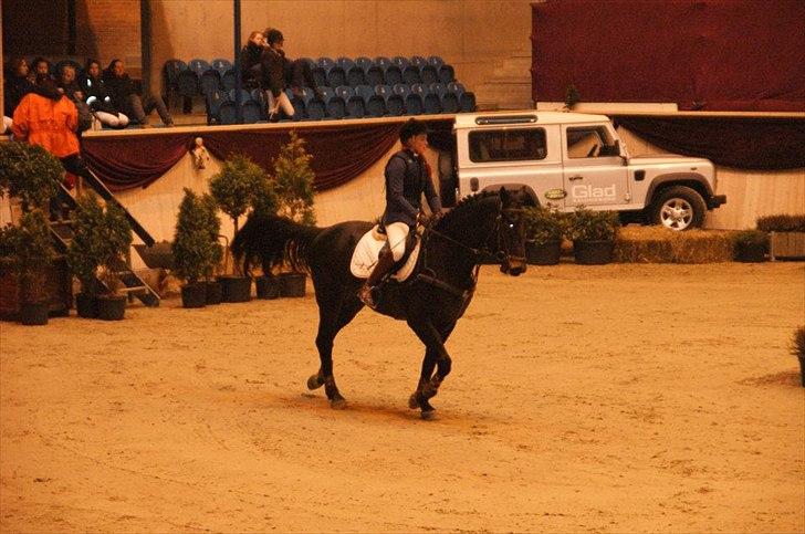 Oldenborg Moonlight - Christmas show- warm up 2011
LB* og LB**. Moonlights første distrikts stævne. ca 2½ mdr på skolen! billede 8