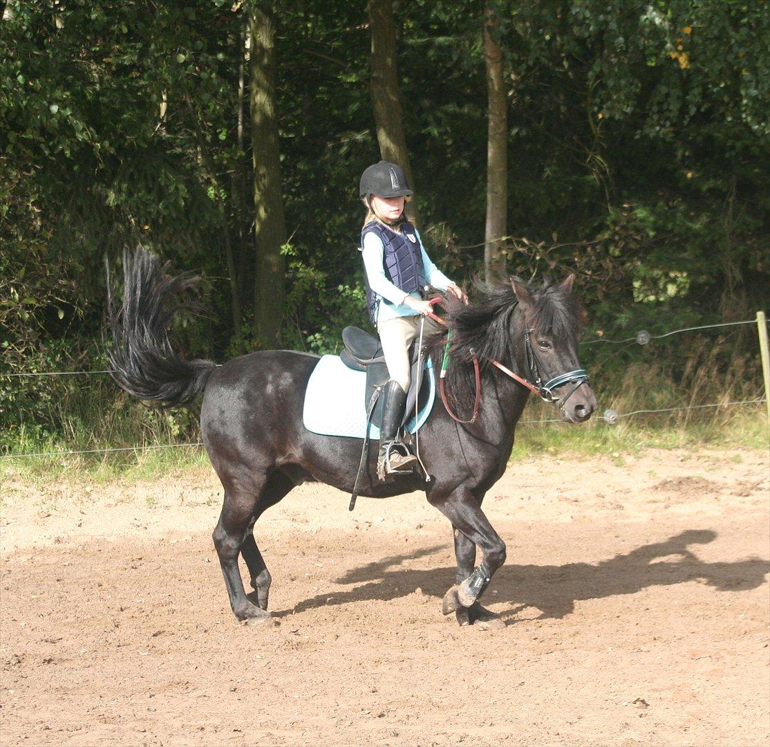 Gotlandsruss Daddy Boy billede 5