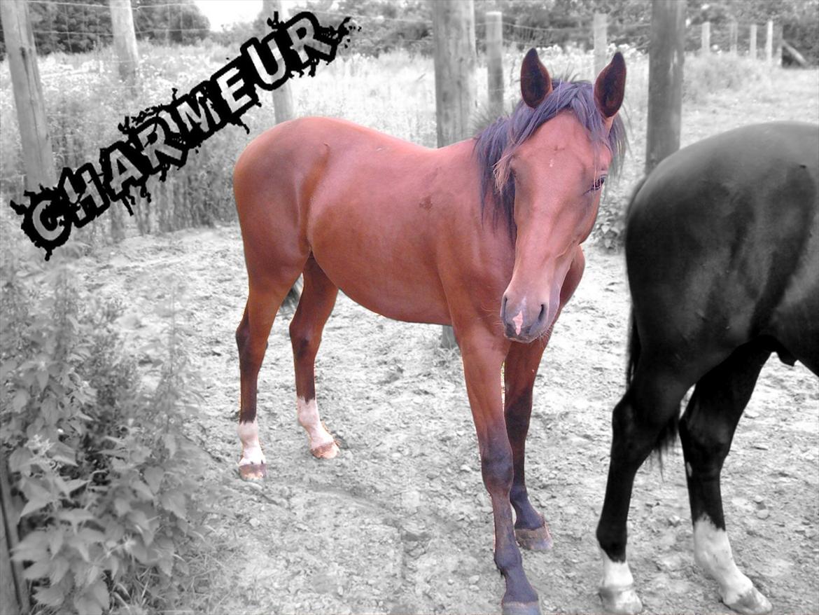 Anden særlig race Charmeur billede 1