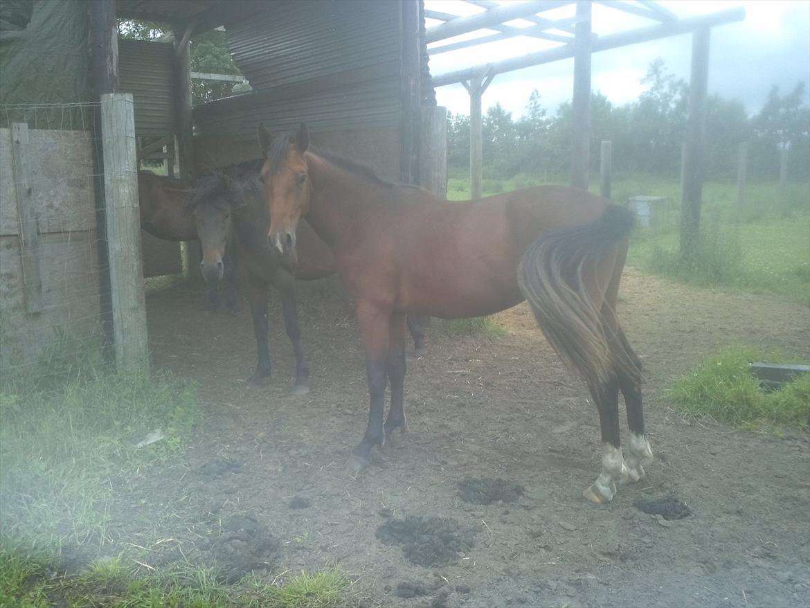 Anden særlig race Charmeur billede 8