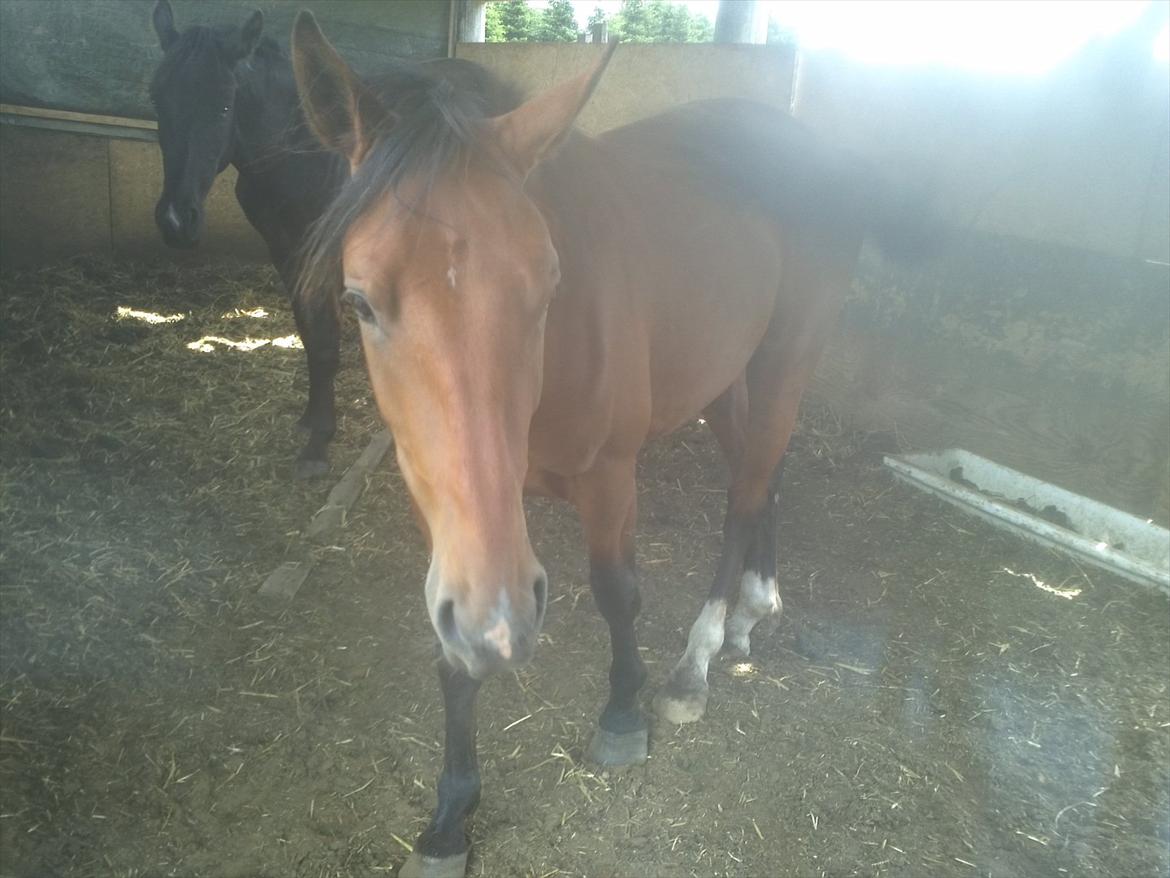 Anden særlig race Charmeur billede 9