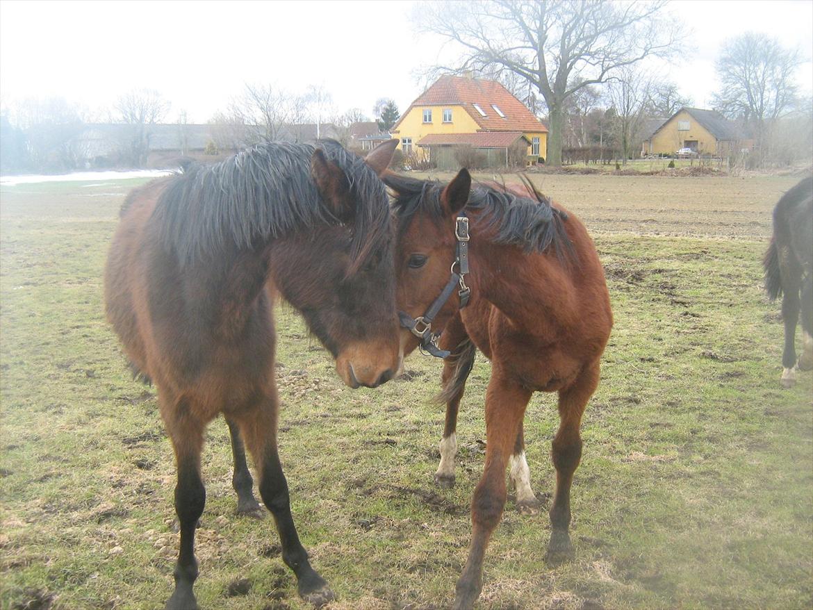 Anden særlig race Charmeur billede 10
