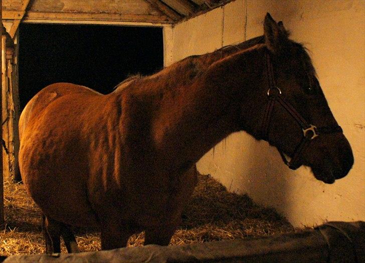 Arabisk fuldblod (OX) Amorella (rella) billede 14