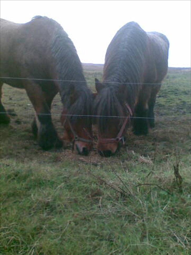 Belgier Sebastian [Tidl. hest] billede 14