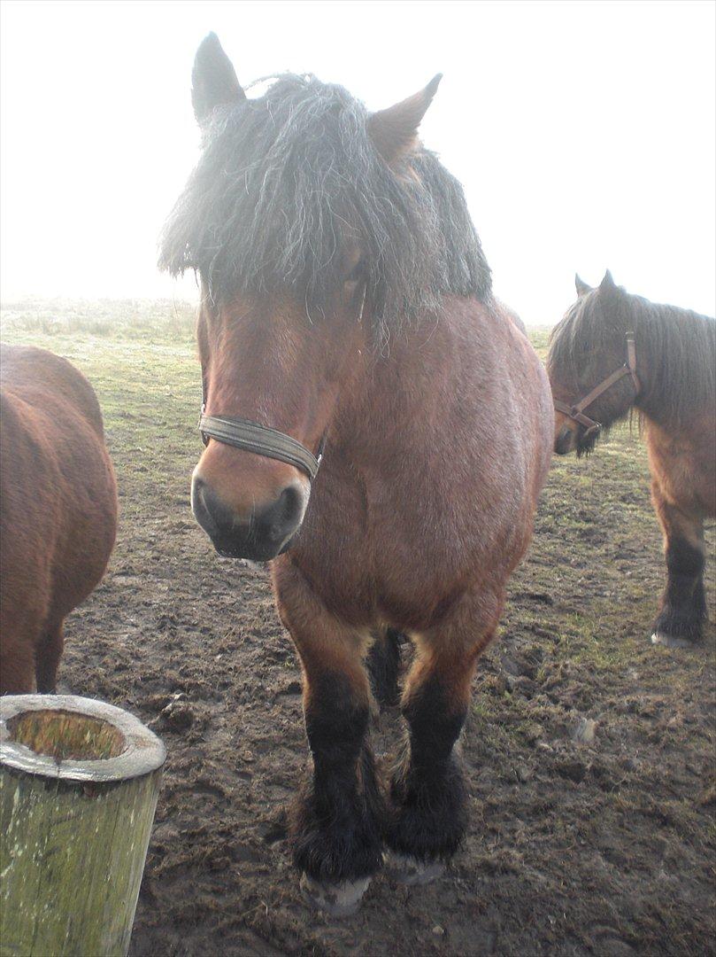 Belgier Sebastian [Tidl. hest] billede 15