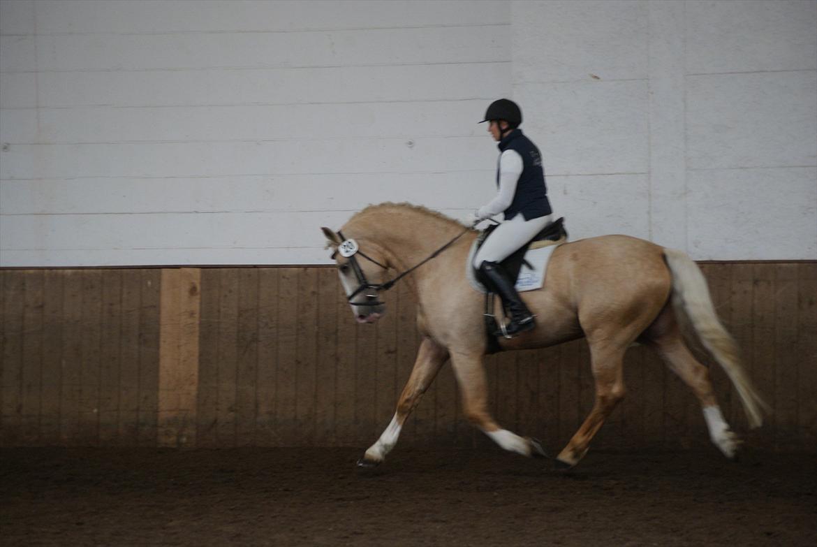 Frederiksborg Hector Krogvænget - 70 dages prøve i Schlieckau 2011 billede 6