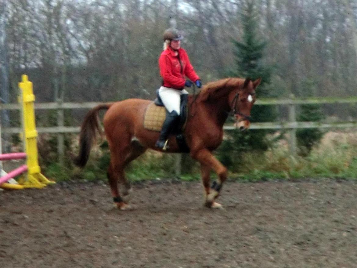 Dansk Varmblod Cuzco (Røde) - Første gang jeg red ham :) billede 15