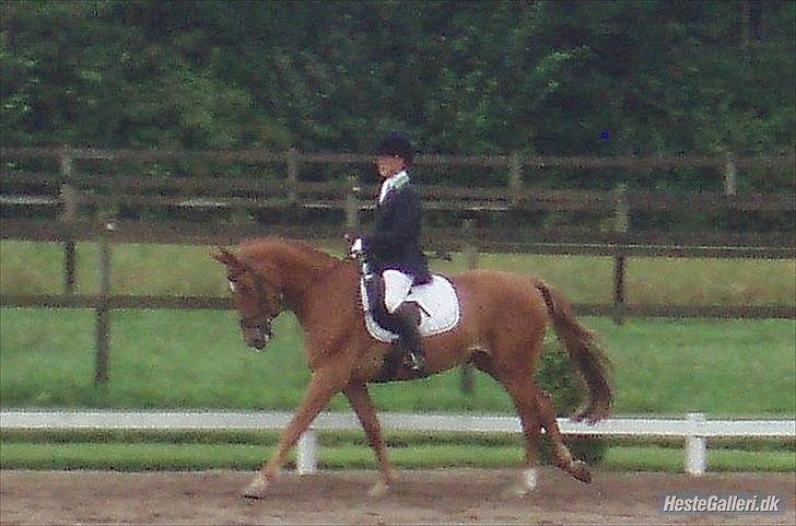 Dansk Varmblod Cuzco (Røde) - 4-års championat :) billede 20