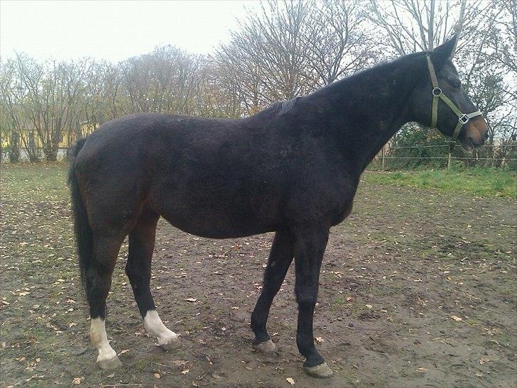 Holstener Loutiana B. [RIP] - Loulou der er 6 måneder henne (: billede 11