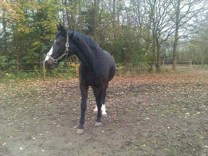 Holstener Loutiana B. [RIP] - Loulou som er 6 måneder henne (: billede 13
