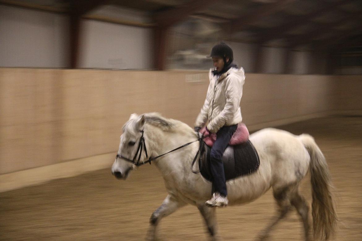 New Forest sunshine billede 15