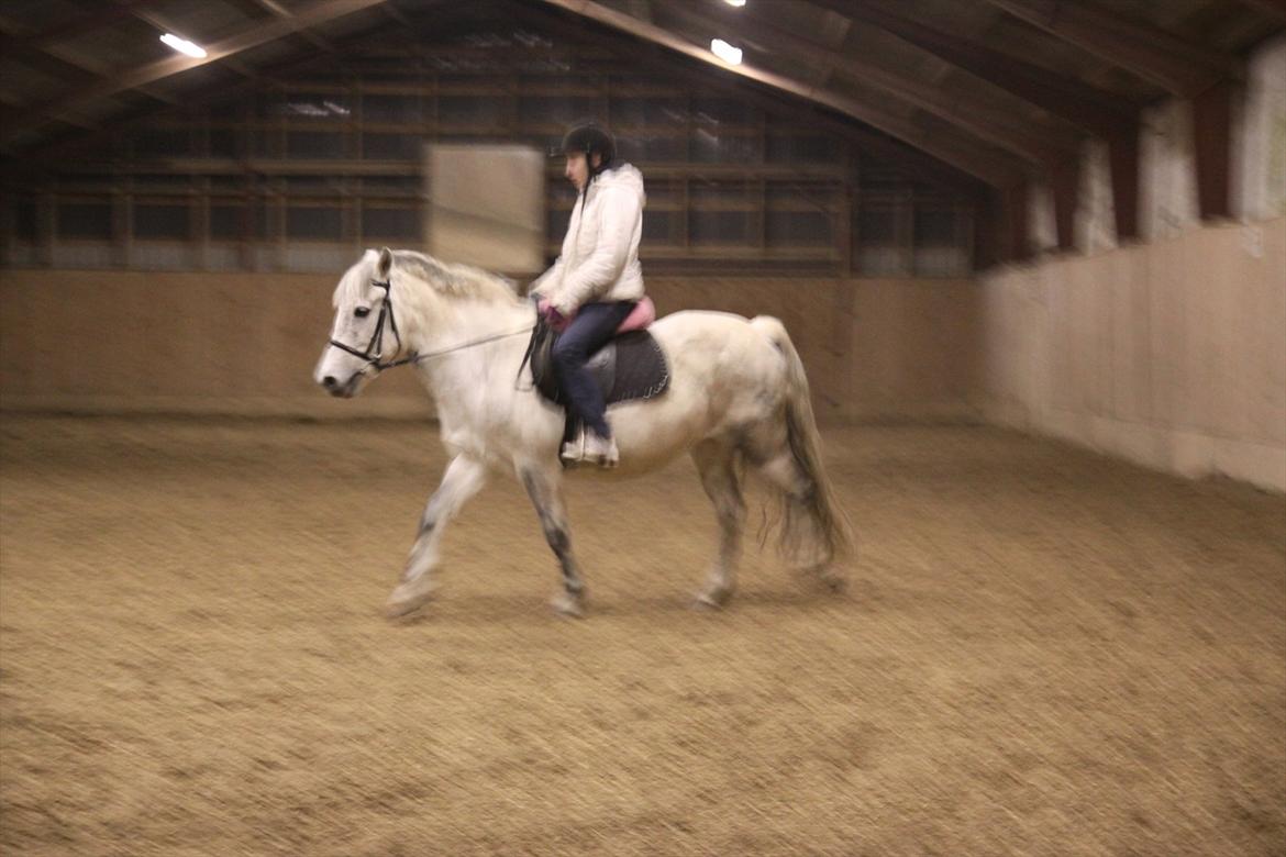 New Forest sunshine billede 16