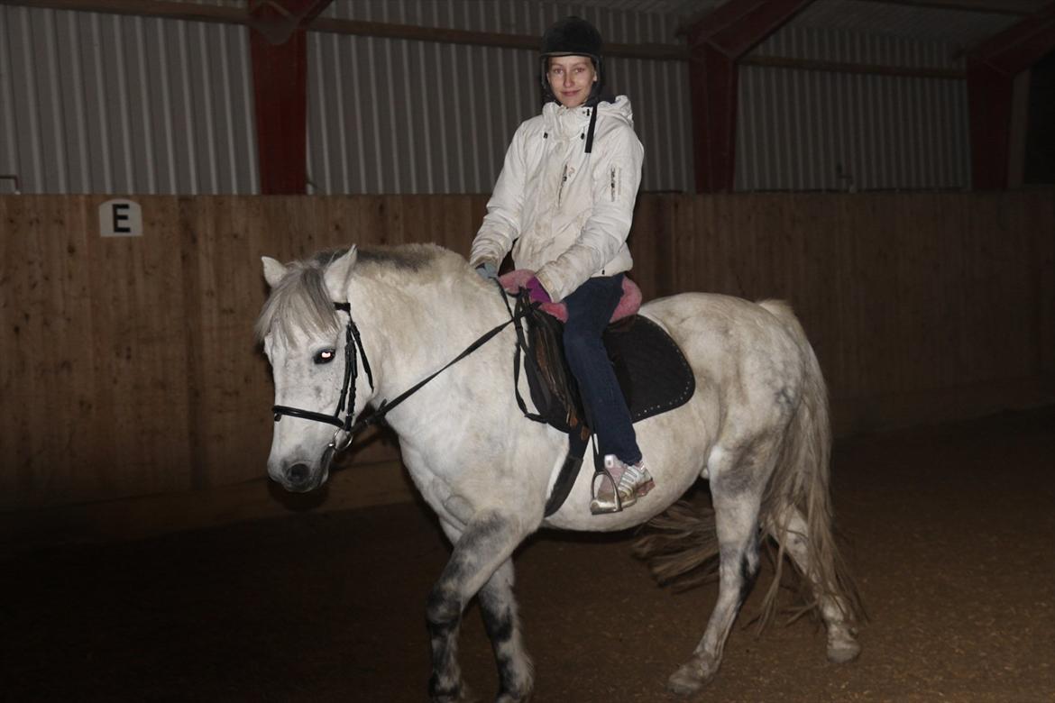 New Forest sunshine billede 17