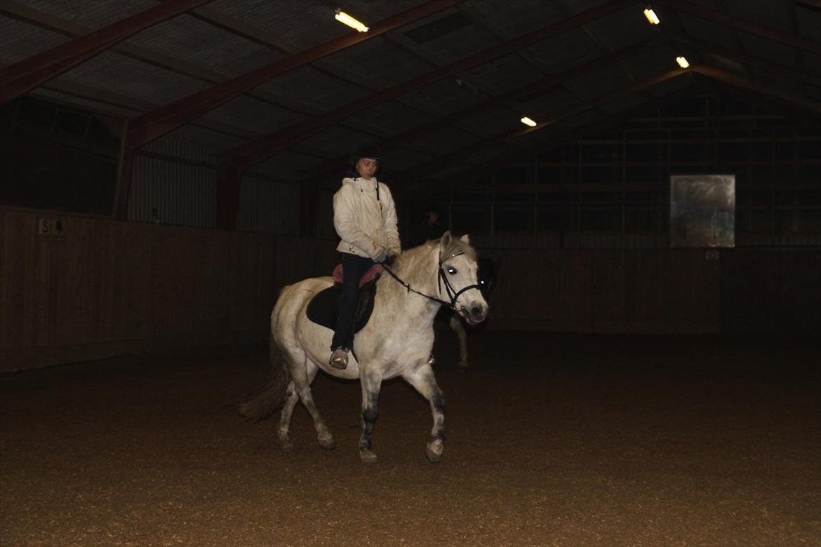 New Forest sunshine billede 18