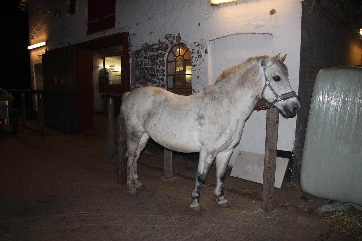 New Forest sunshine billede 19