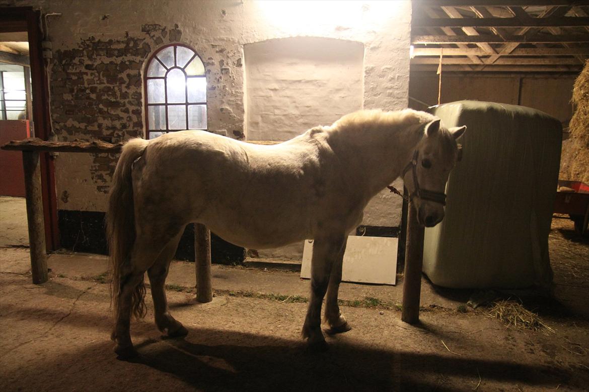 New Forest sunshine billede 20