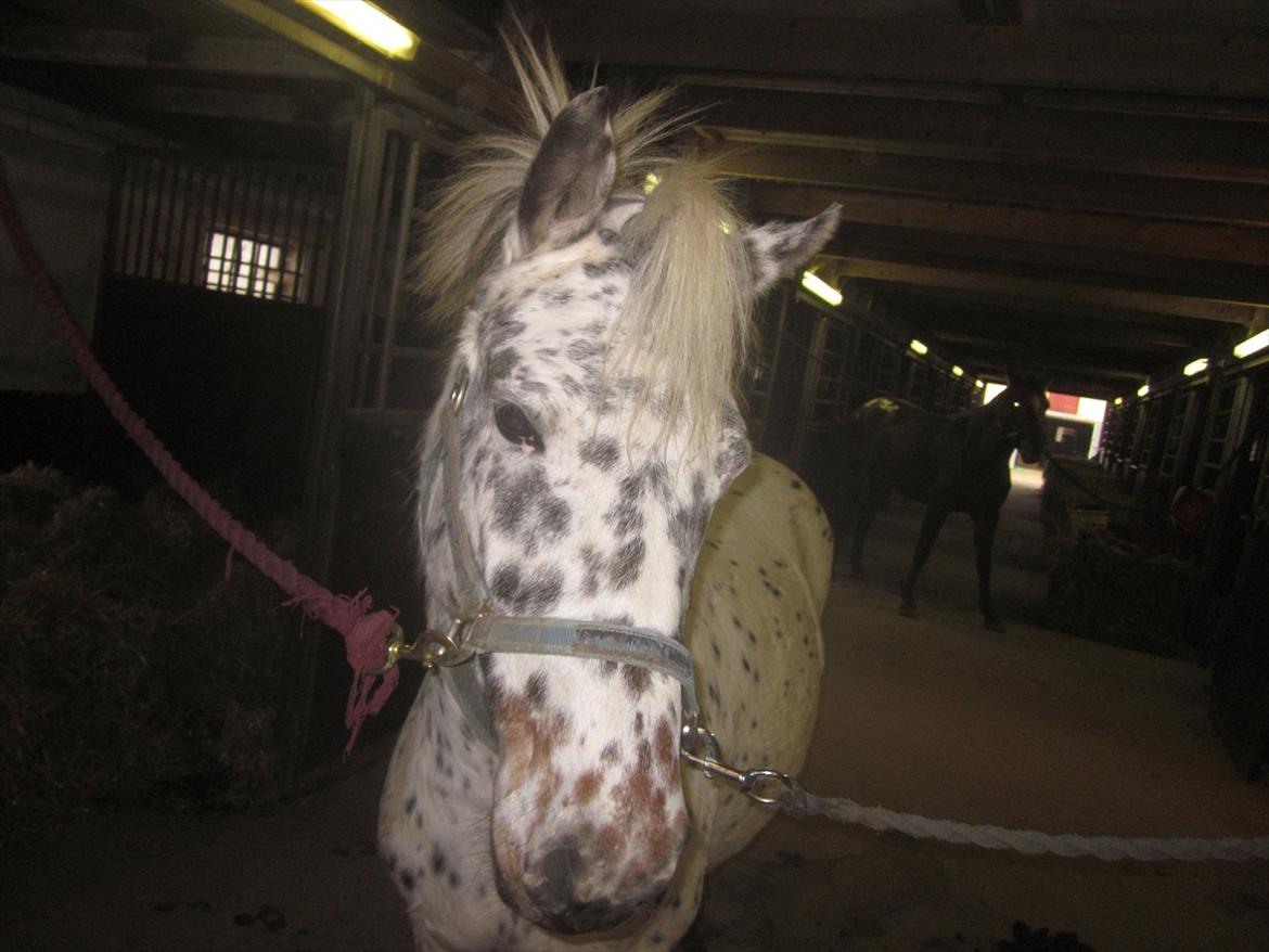 Knabstrupper Dina<3 - Er jeg ikke kær?;D billede 13