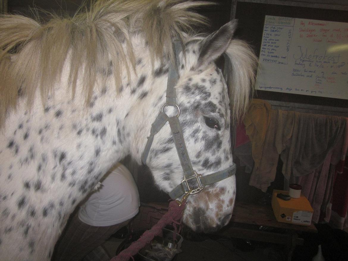 Knabstrupper Dina<3 - Se jeg har fået sat mit hår op:) billede 15