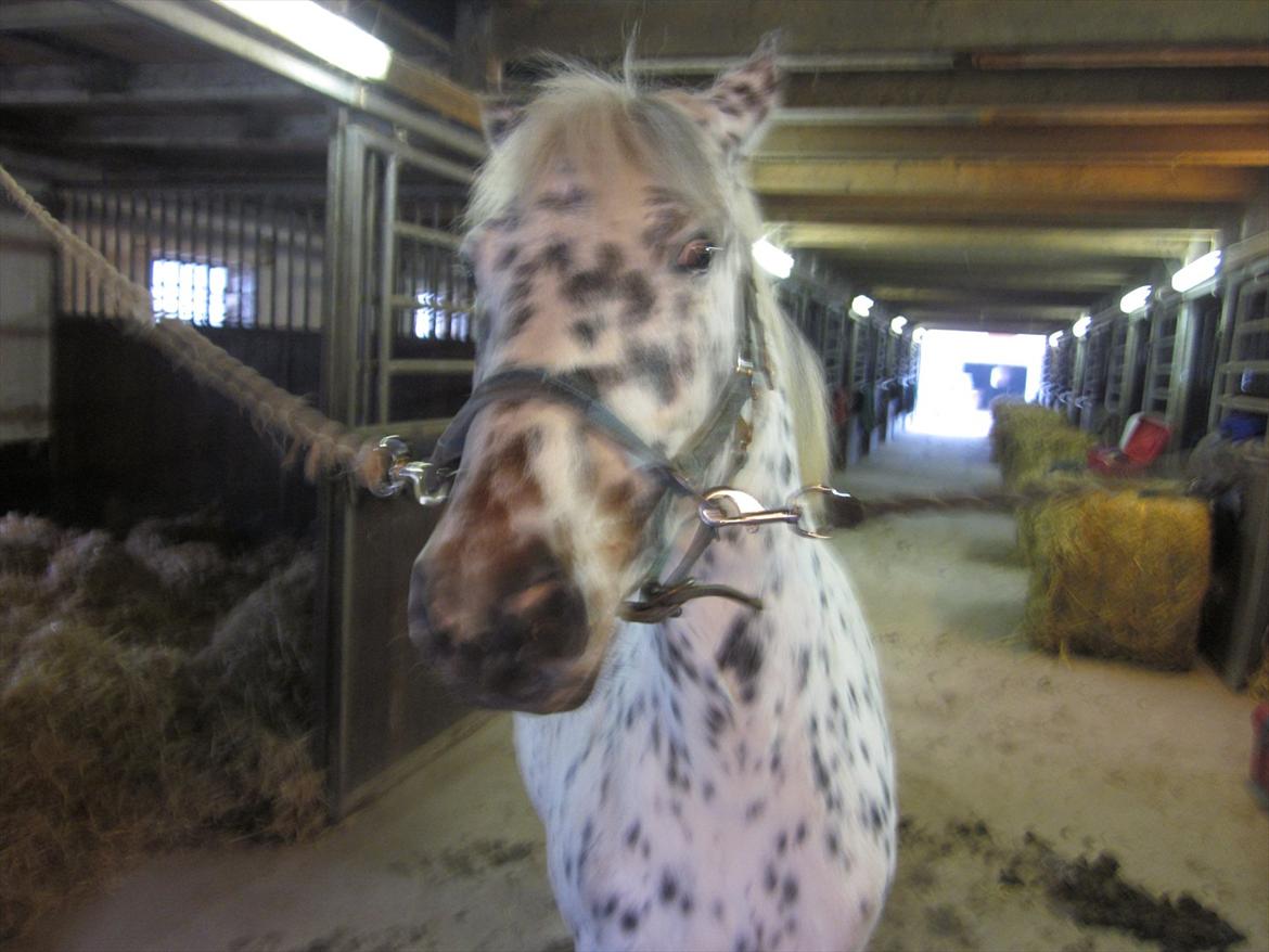 Knabstrupper Dina<3 - Jeg en meget farlig meget "stor" pony! billede 16