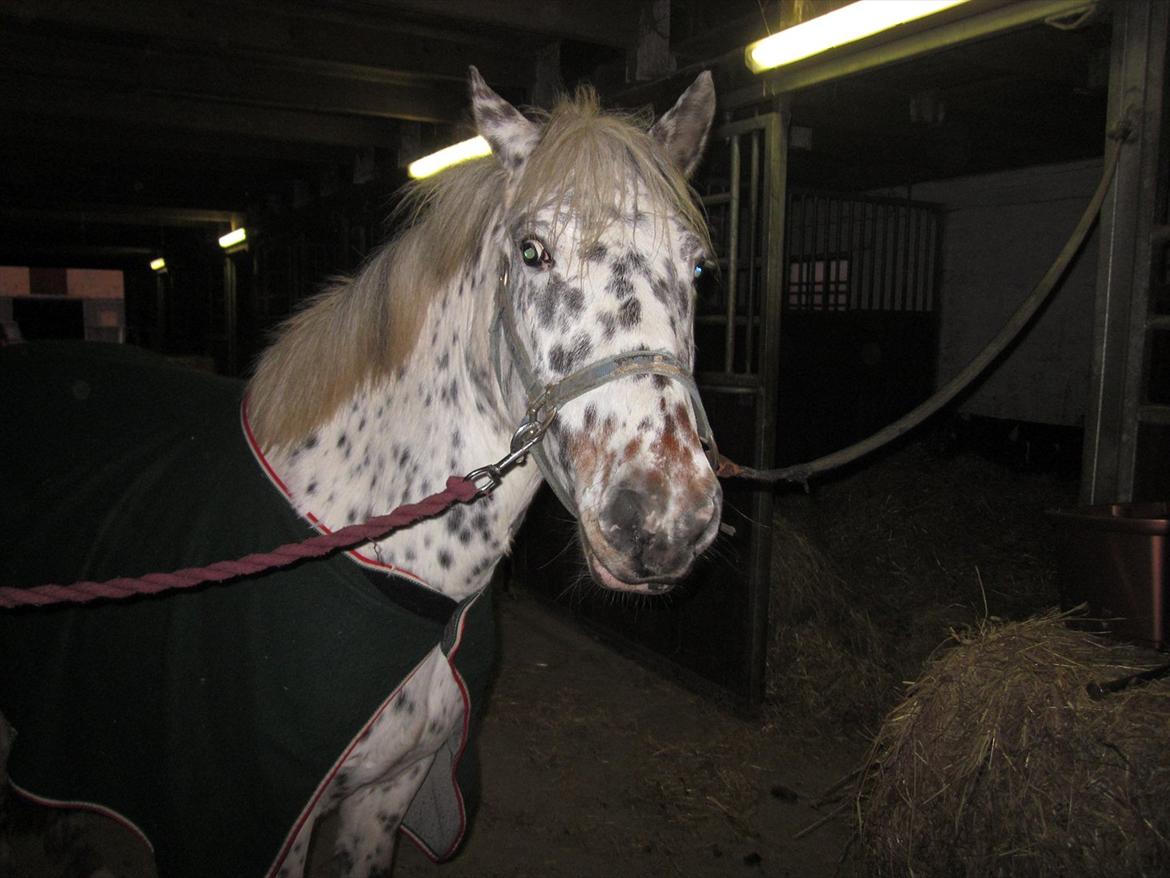 Knabstrupper Dina<3 - Se jeg har fået tæppe på efter en hård træning på banen:D billede 17