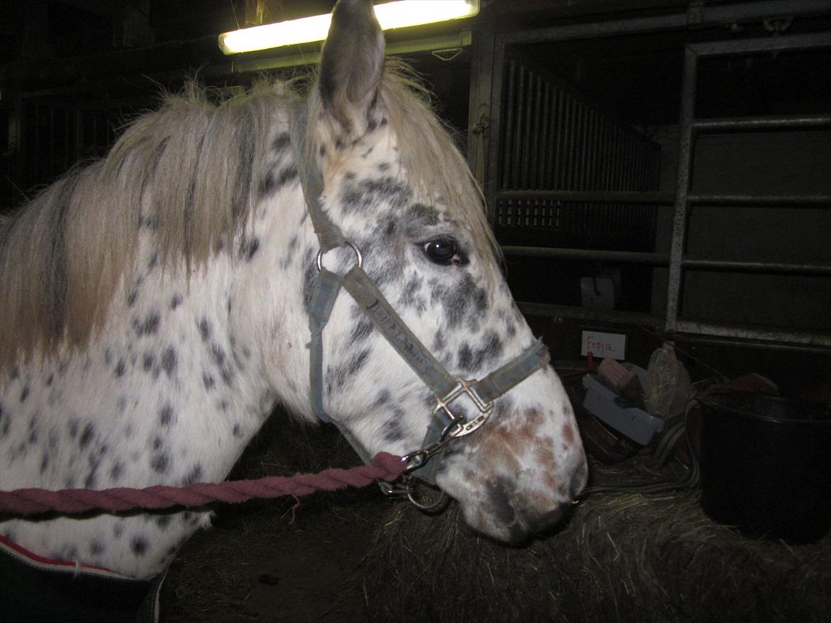 Knabstrupper Dina<3 - Når okay! Nu jeg sur! billede 18