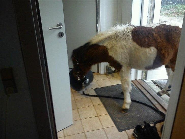 Pinto Korupgaards Karla - dette sker når man "bare lige" skal ind og hente noget og man lader ponyen stå uden for ;) 2011 billede 7