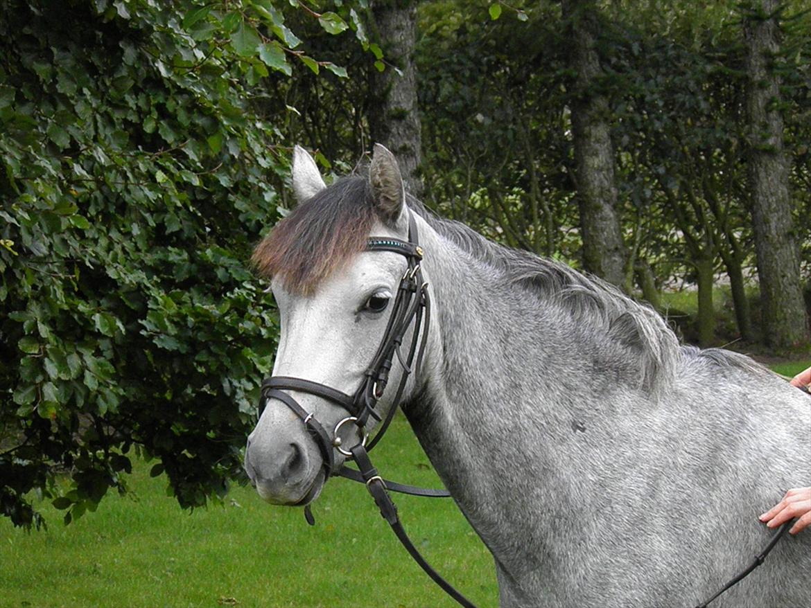 Welsh Partbred (Sec F) klintholms miss amy.    Solgt billede 1