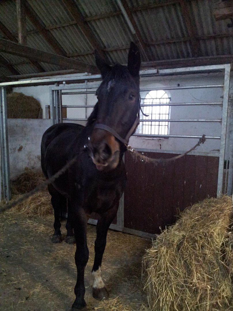 Oldenborg Verona Uhregaard billede 1