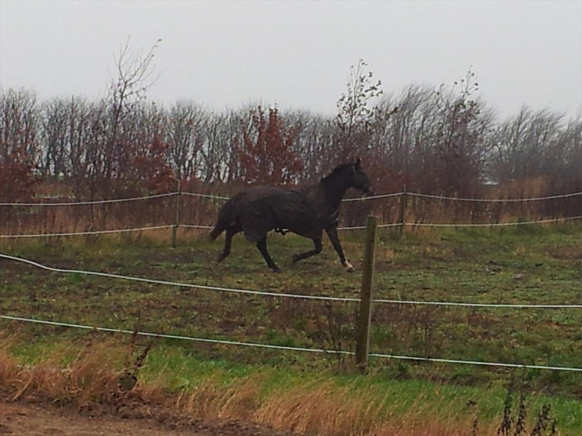 Oldenborg Verona Uhregaard billede 2