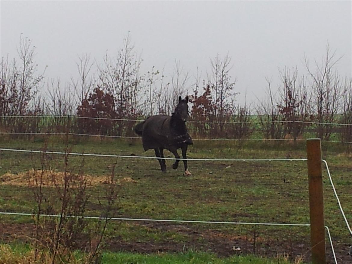 Oldenborg Verona Uhregaard billede 3