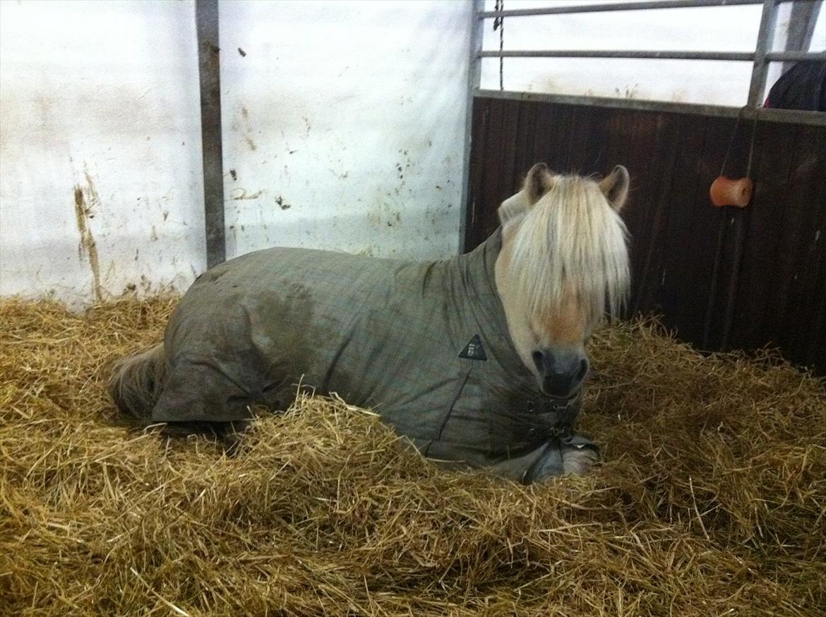 Fjordhest Refstrups Lucinda - En træt pony efter dressur træning, også iført sit vinterdækken ;)
-DET ER FORBUDT AT KOPIERE BILLEDERNE ! billede 7