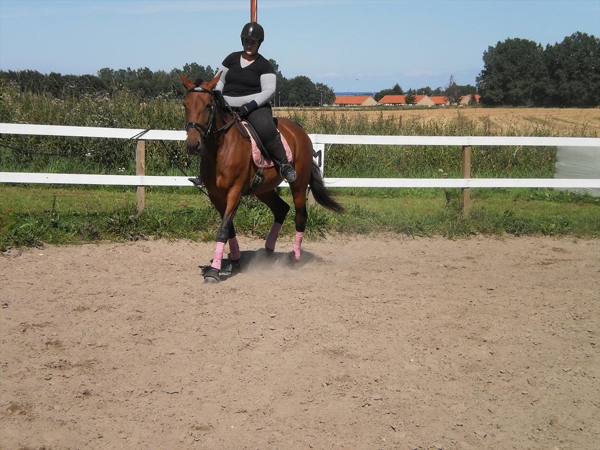 Anden særlig race  Købstrups Athene << Solgt >> - <3 Athene <3 elsker dig skat :D billede 8