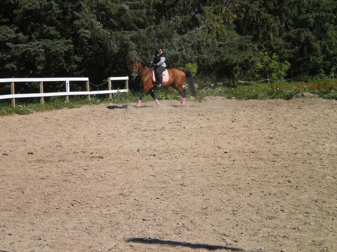 Anden særlig race  Købstrups Athene << Solgt >> - dressur træning sommeren 2011 :) billede 9