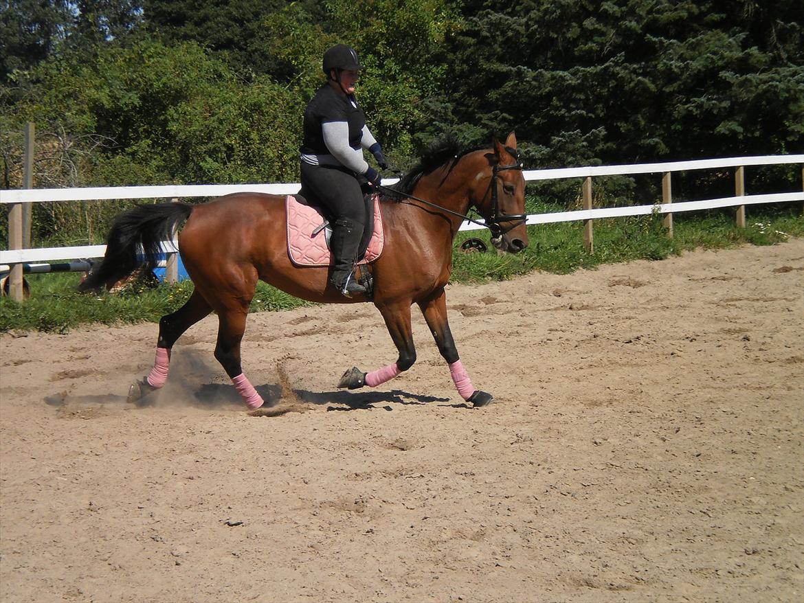 Anden særlig race  Købstrups Athene << Solgt >> - vi kan jo godt når vi gider :D hehe billede 10