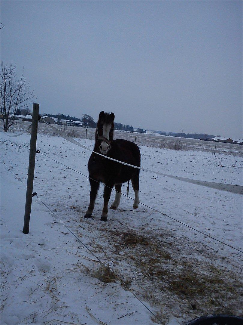 Welsh Mountain (sec A) Petra´s Dienie (Daisy) - Min vinterbamse! billede 13